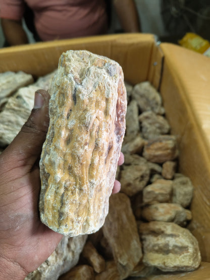 Dhuna (Damar Batu)