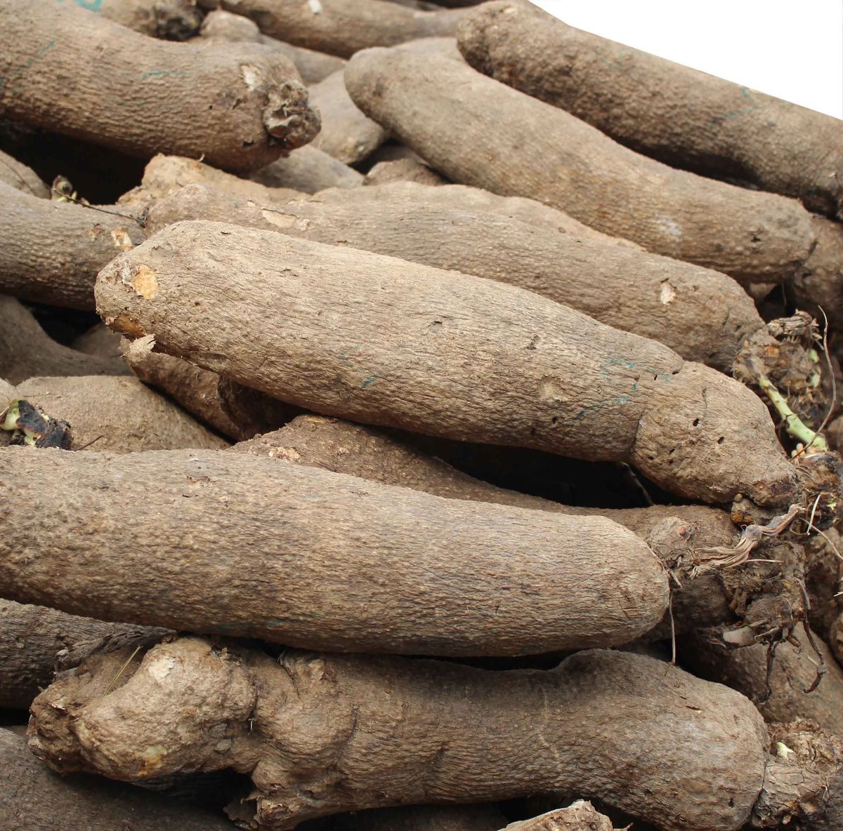 Arrowroot Flour