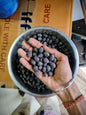 Kamal Gatta (Lotus Seeds)