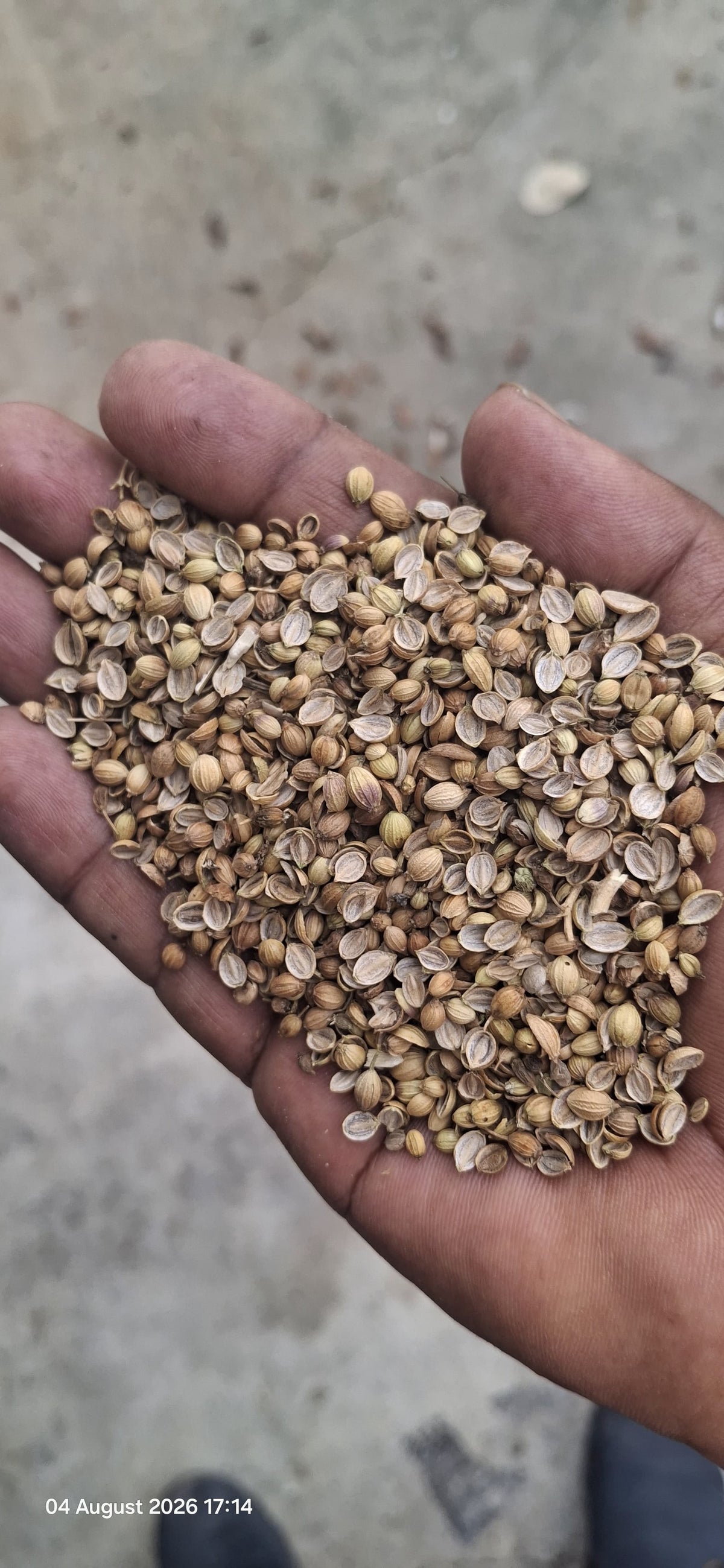 Coriander Seeds (Dhaniya)