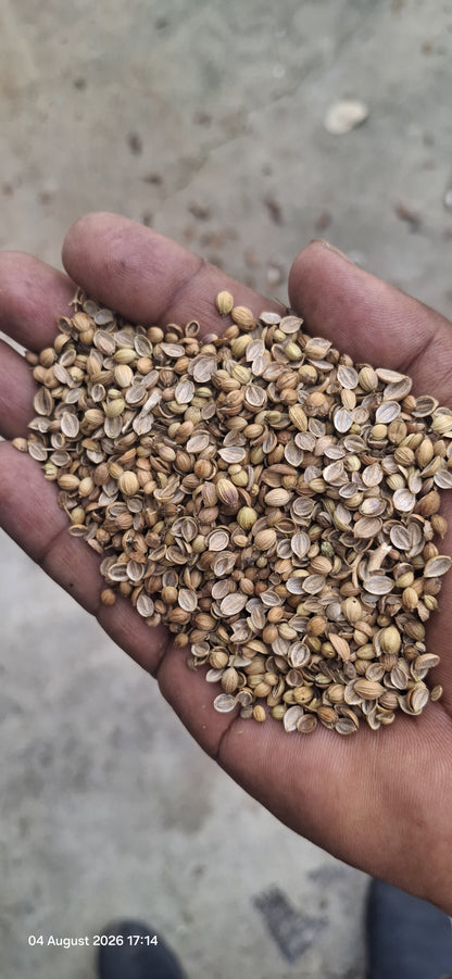 Coriander Seeds (Dhaniya)