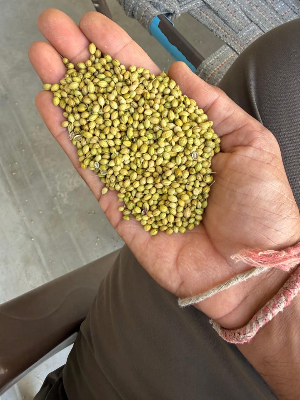 Coriander Seeds (Dhaniya)